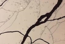 GEM Calacatta Contrare